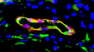 Genetically Engineered Vasculature Melero Martin Laboratory